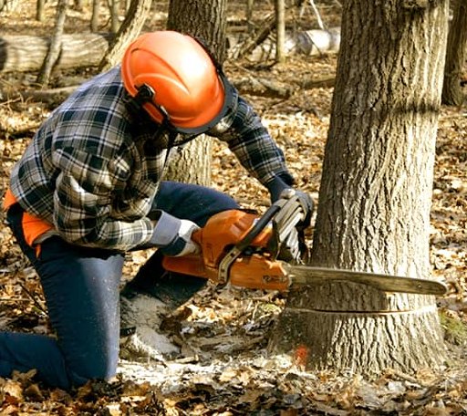 Tree Removal in Jim Falls, WI